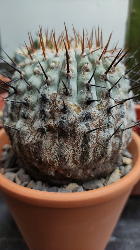 Copiapoa cinera columna alba?