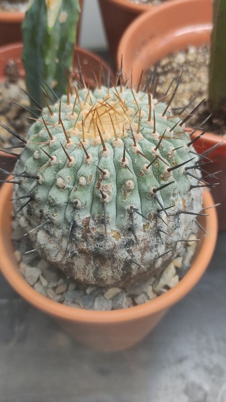 Copiapoa cinera columna alba?