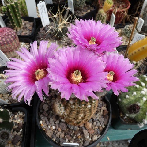 Echinocereus reichenbachii 22101001.JPG