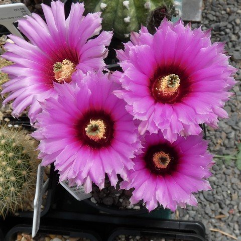 Echinocereus reichenbachii 22101002.JPG