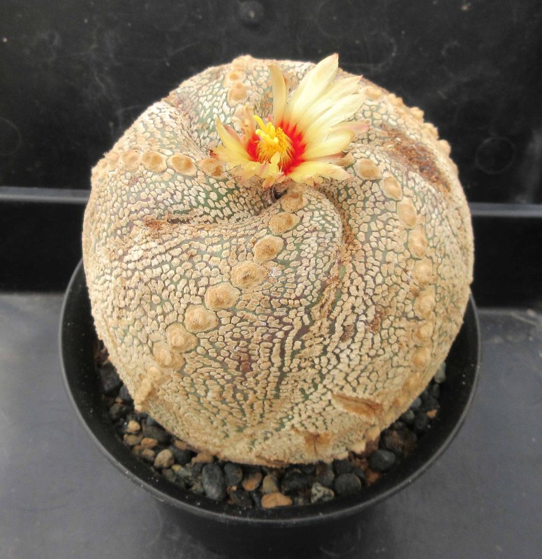 Astrophytum hybrid, coahuilense x super kabuto