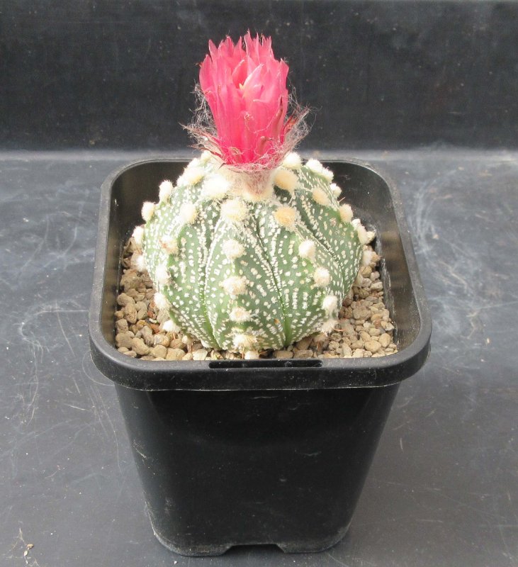 A. hybrid, capricorne x red flowering asterias