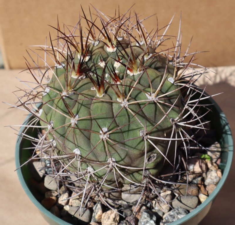 rsz_2022-9-21_gymnocalycium_sp_1.jpg