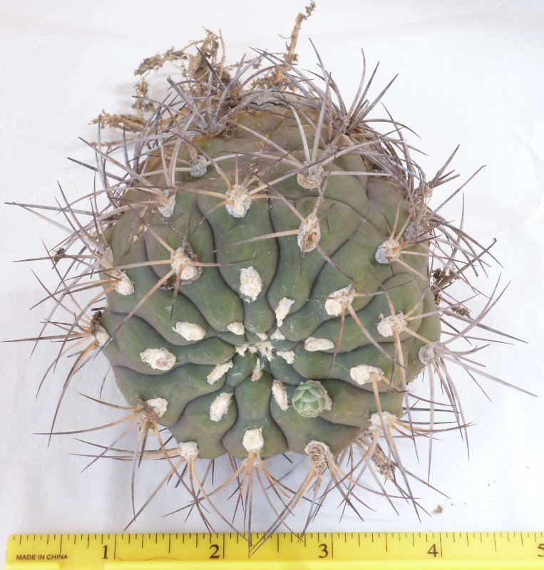 rsz_2021-4-3_gymnocalycium_sp.jpg