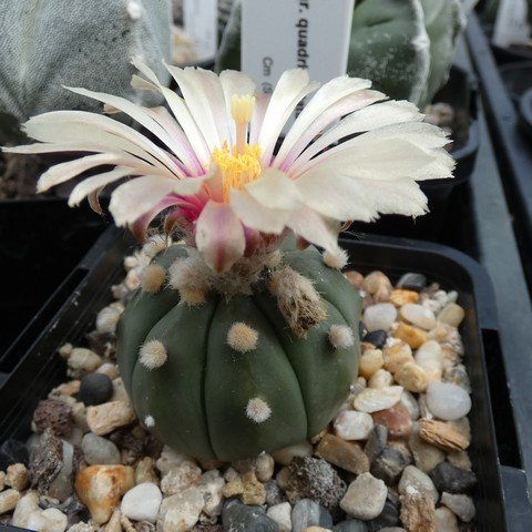 Astrophytum asterias v nudum 22101501.JPG