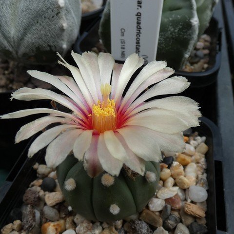 Astrophytum asterias v nudum 22101502.JPG