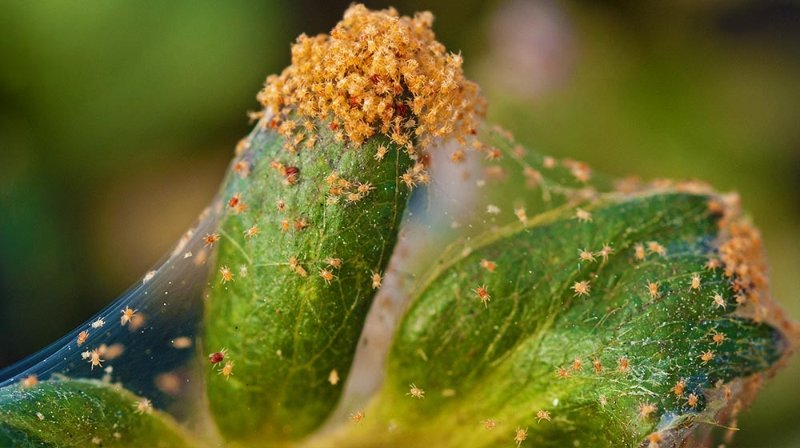 Red-spider-mite-on-strawberry-plant-_-how-to-get-rid-of-red-spider-mites-_-ss-_-featured-3940770362.jpg