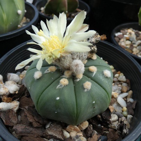 Astrophytum asterias v nudum 22101503.JPG