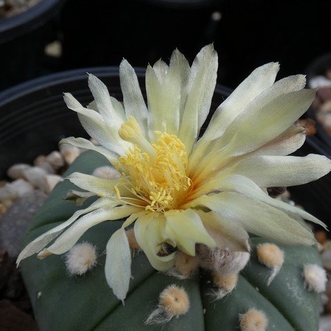 Astrophytum asterias v nudum 22101504.JPG