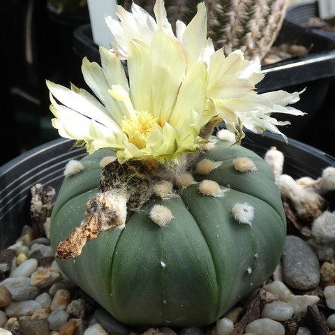 Astrophytum asterias 22101601.JPG