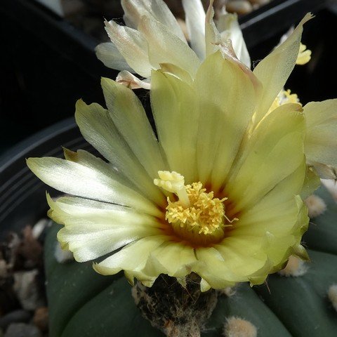 Astrophytum asterias 22101602.JPG