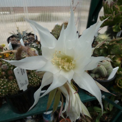 Echinopsis boyuibensis 22101702.JPG