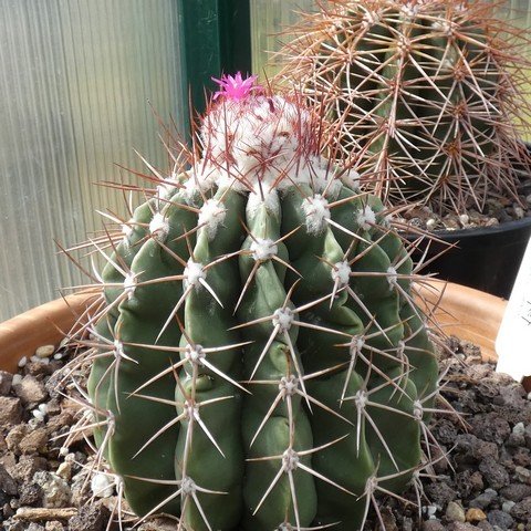 Melocactus sp 22101601.JPG