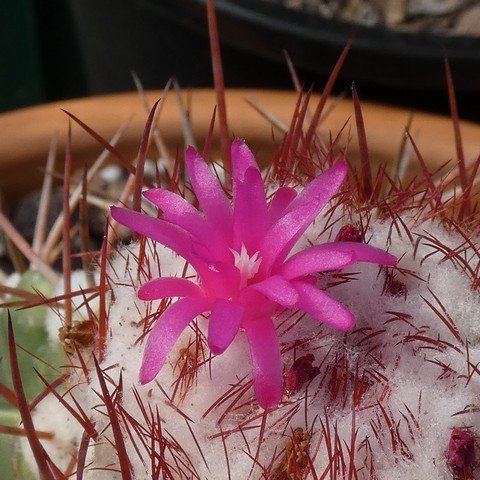 Melocactus sp 22101602.JPG