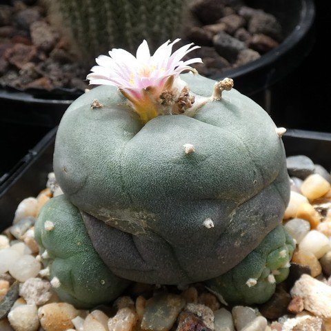 Lophophora williamsii 22101701.JPG