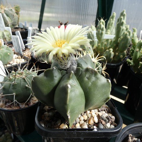 Astrophytum myriostigma v nudum 22101801.JPG