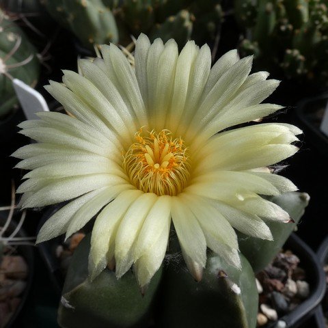 Astrophytum myriostigma v nudum 22101802.JPG