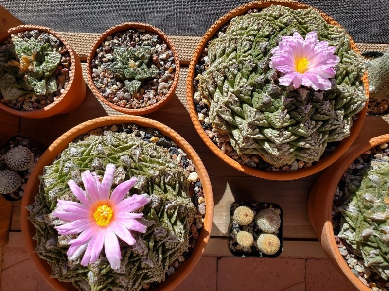 Ariocarpus