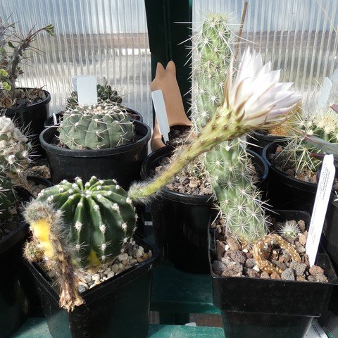 Echinopsis sp f variegata 22102001.JPG