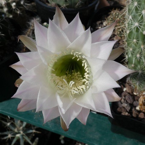 Echinopsis sp f variegata 22102002.JPG