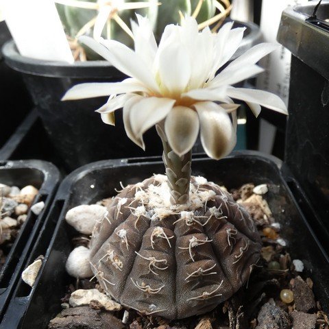 Gymnocalycium ragonesei 22102001.JPG