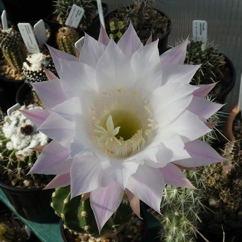 Echinopsis oxygona 22102002.JPG