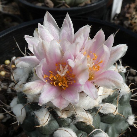 Turbinicarpus lophophoroides 22102001.JPG