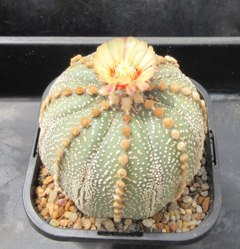 A. asterias