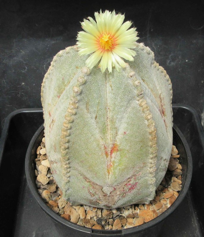 A. coahuilense