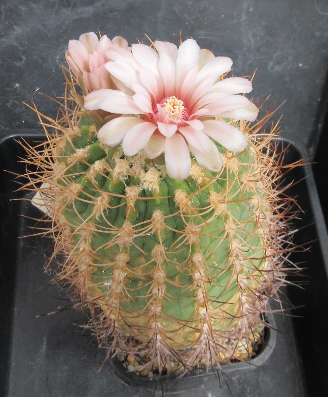 Gymnocalycium ambatoense