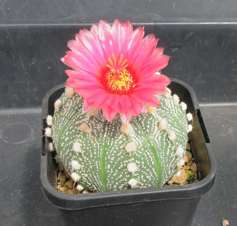 Astrophytum hybrid, capticorne x red flowering asterias