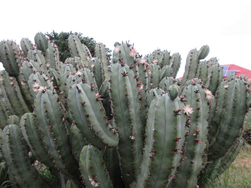 Myrtillocactus geometrizans