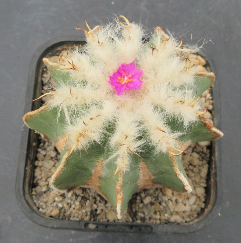 Aztekium hintonii