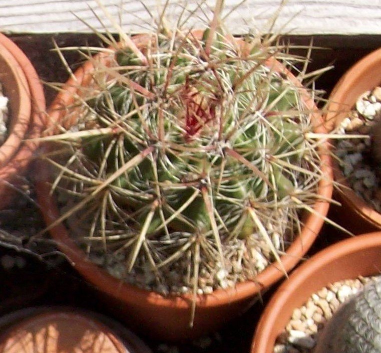 2009-6-28 Marie's cactus.jpg