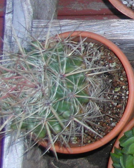 2010-4-1 Marie's cactus from work 2.jpg