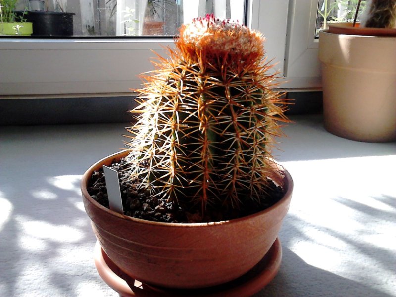 Melocactus_ssp.JPG