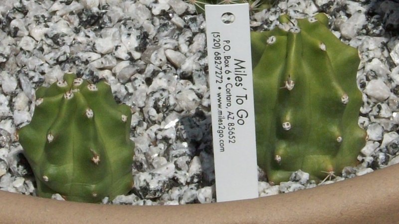 2009-6-28 Echinocereus triglochidiatus v. inermis.jpg