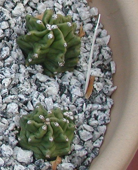 2009-11-18 Echino triglochidiatus v. inermis.jpg