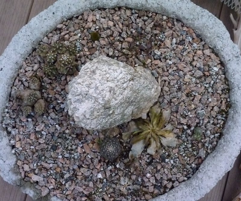 rsz_2015-3-27_hypertufa_oval_dish_garden.jpg