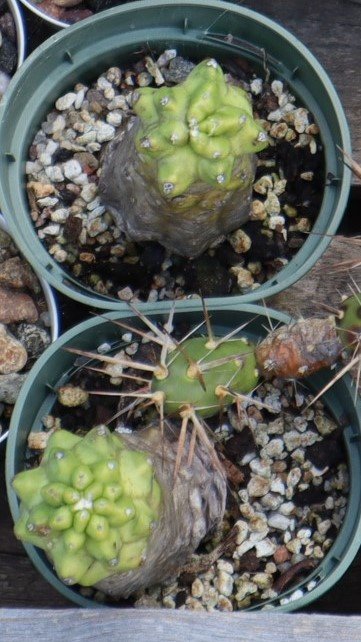 2022-8-15 Echinocereus triglochidiatus v. inermis.jpg