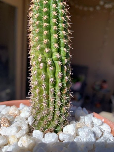 Cacti.JPG