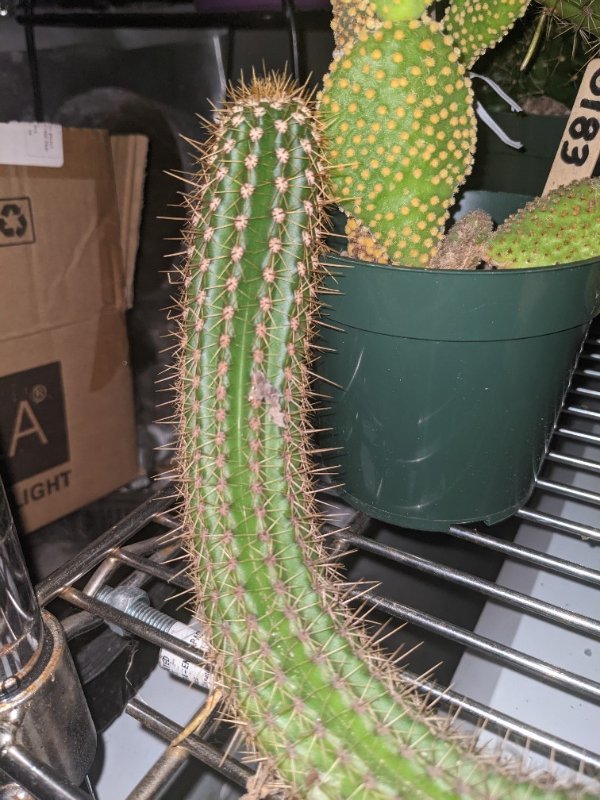 Echinopsis spachiana