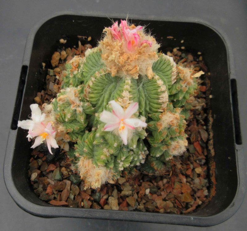 A. ritteri