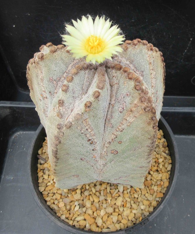 Astrophytum myriostigma