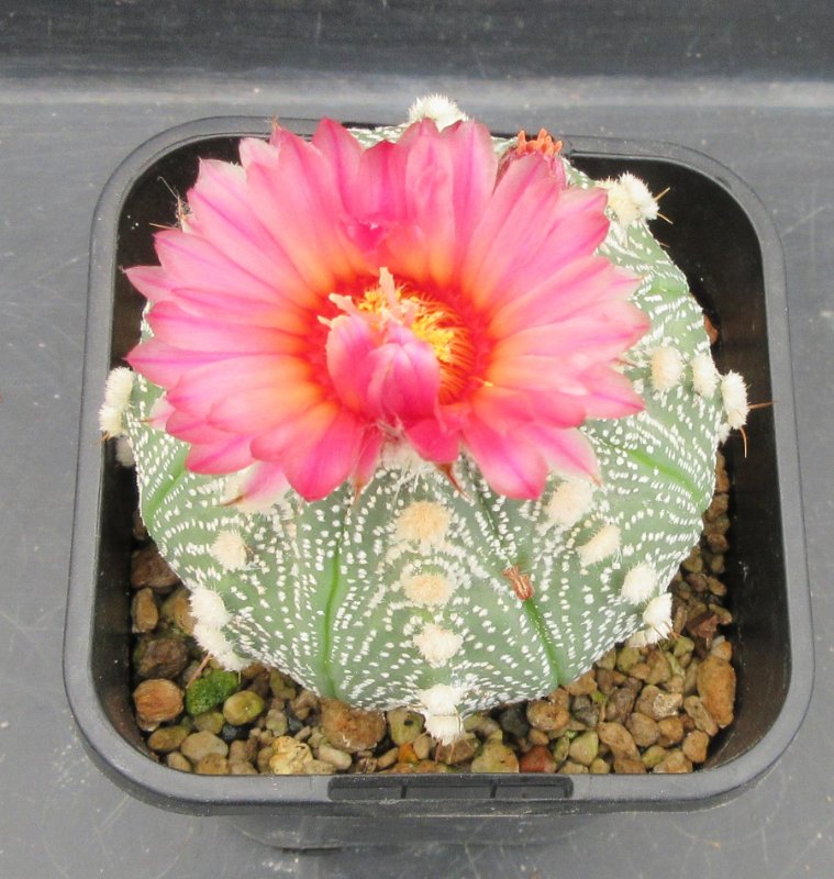 Astrophytum hybrid, capricone x redflowering asterias