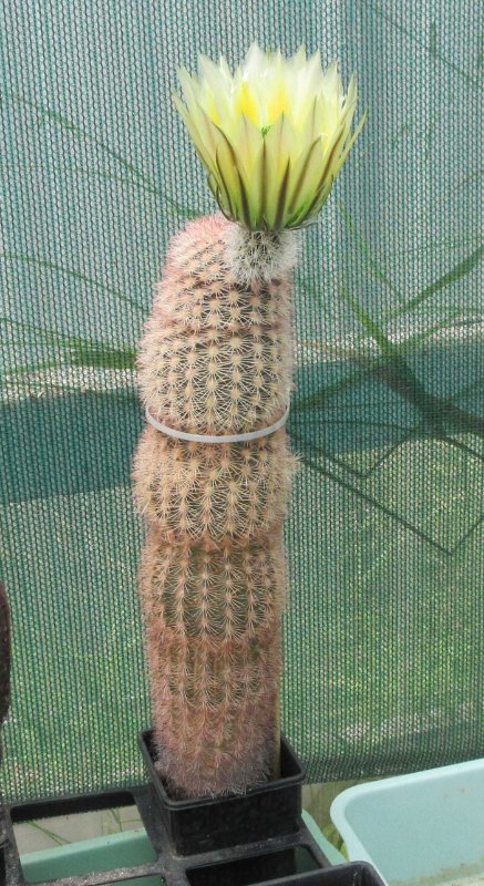 Echinocereus dasyacanthus