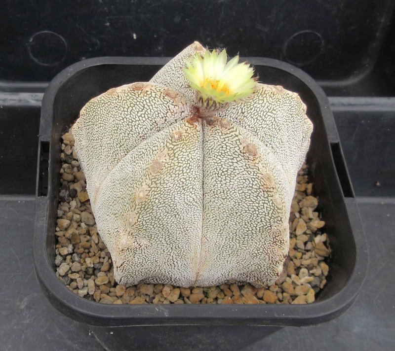 A. myriostigma cv Onzuka