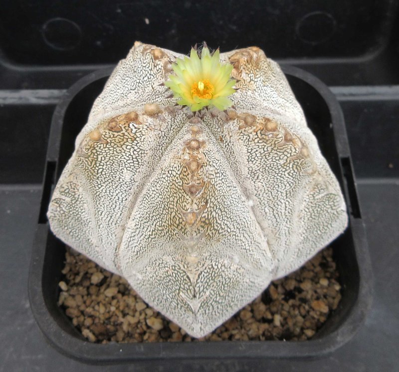 A.myriostigma cv Onzuka