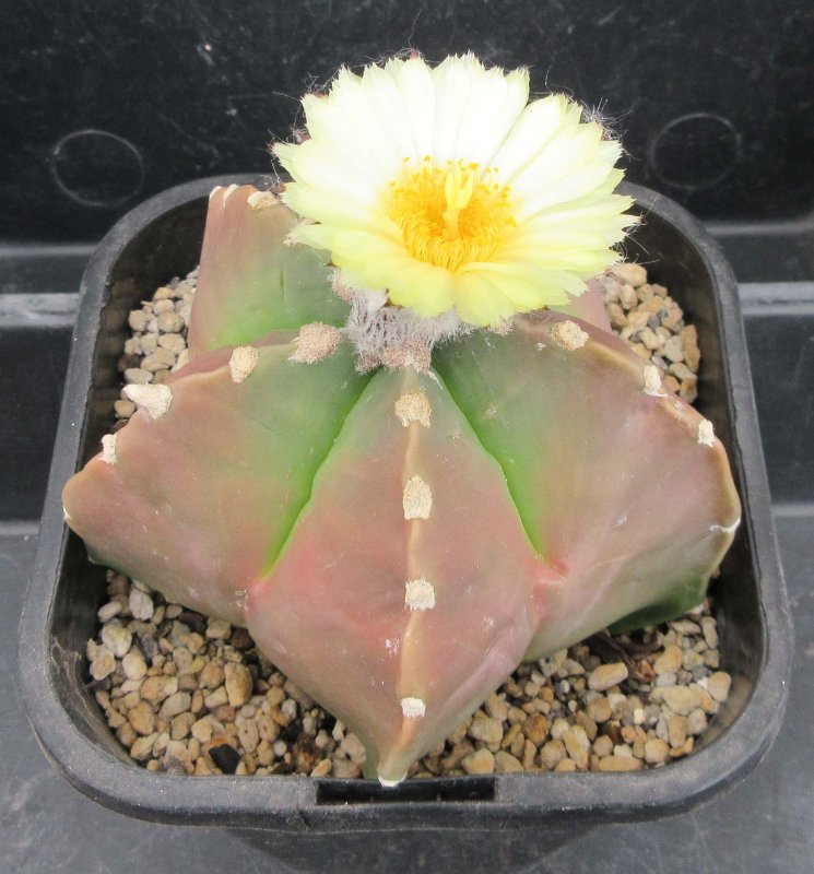 A. myriostigma v nudum