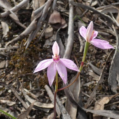 Caladenia carnea.JPG